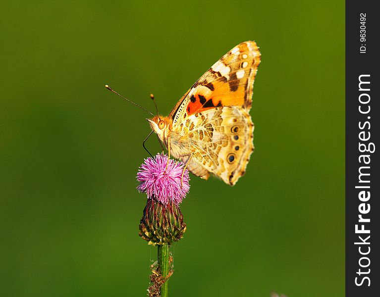 A tiger brindle butterfly on the flower