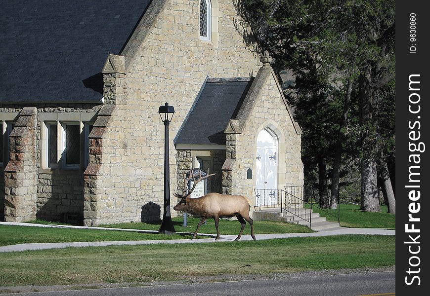 Sunday Best, Mammoth Hot Springs, Yellowstone. A proud elk pays a visit. Sunday Best, Mammoth Hot Springs, Yellowstone. A proud elk pays a visit.