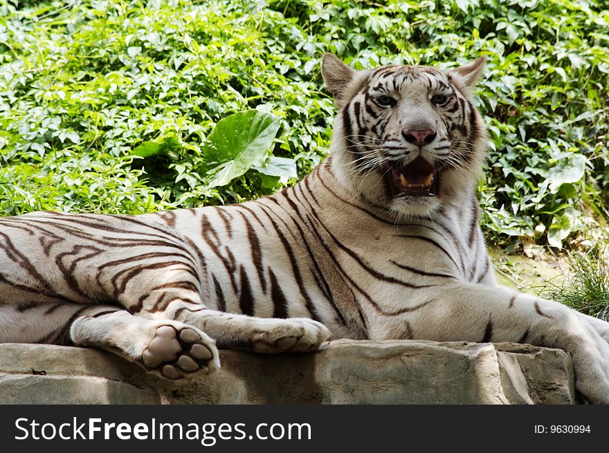 White tiger in the zoo