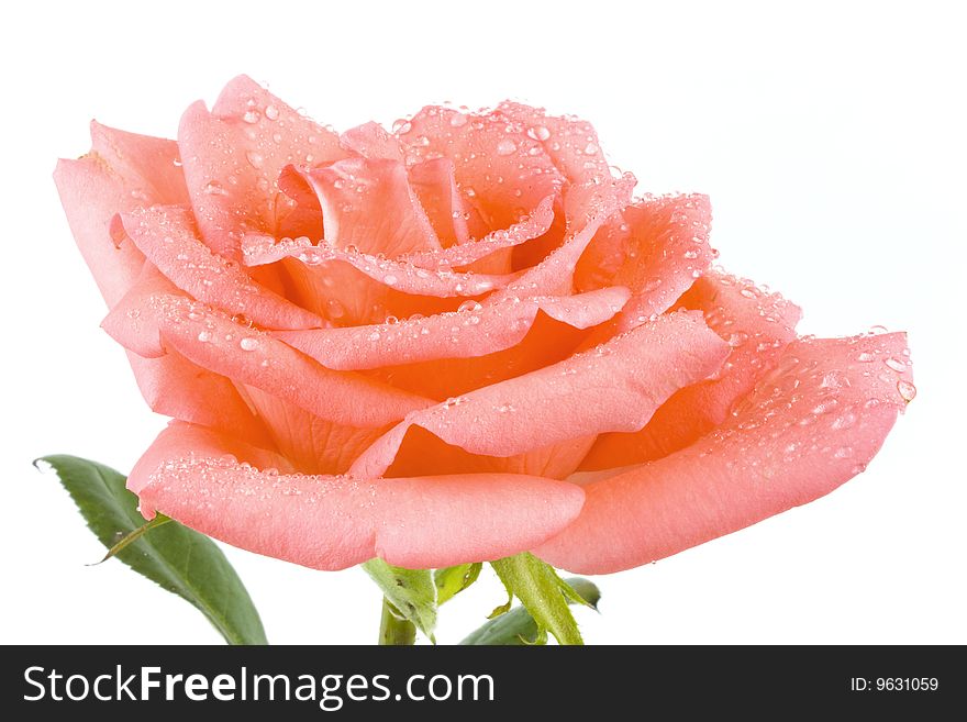 A beautiful rose in white background. A beautiful rose in white background