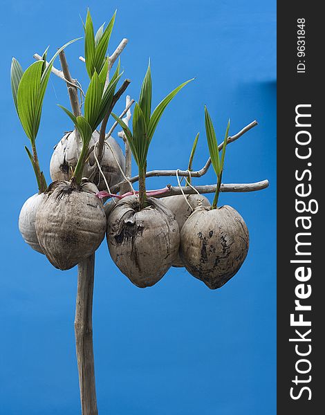 Coconut seedlings hung up on a wooden stick.  They're on a simple blue background
