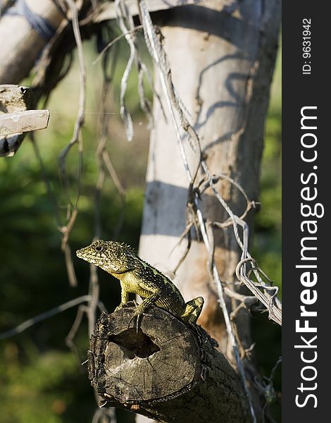 Lizard On Piece Of Wood