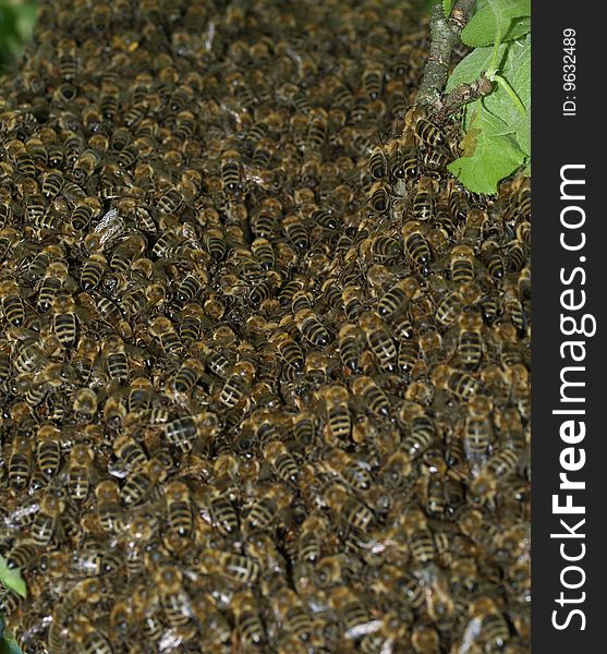 Swarm of bees in detail on tree branch