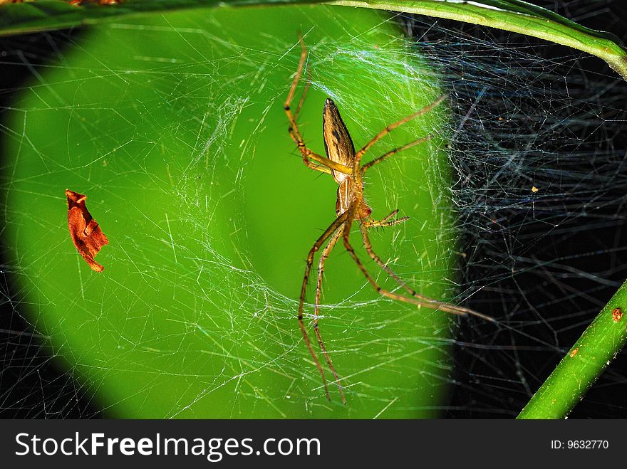 Macro of spider in web.