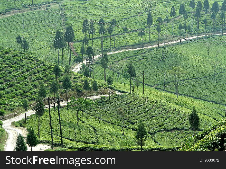 Road running through green mountain of tea garden. Road running through green mountain of tea garden