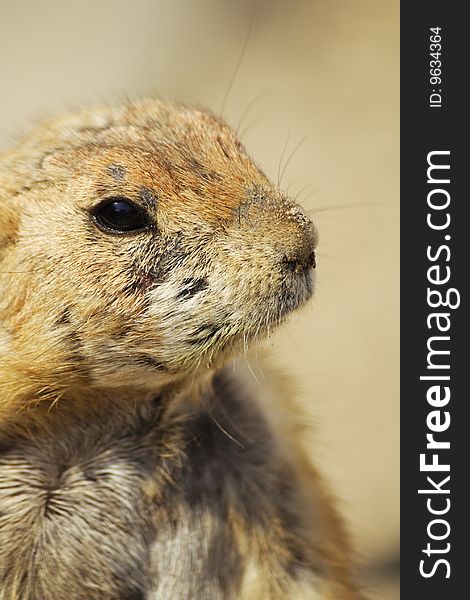 Head of a prairie dog