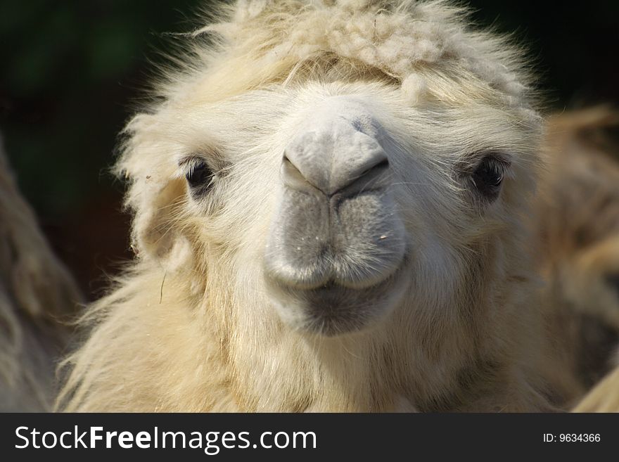 Closeup headshot of a camel