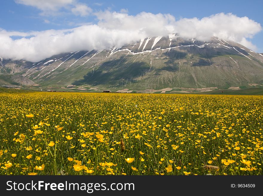 Photo of blooming in the sibillini park