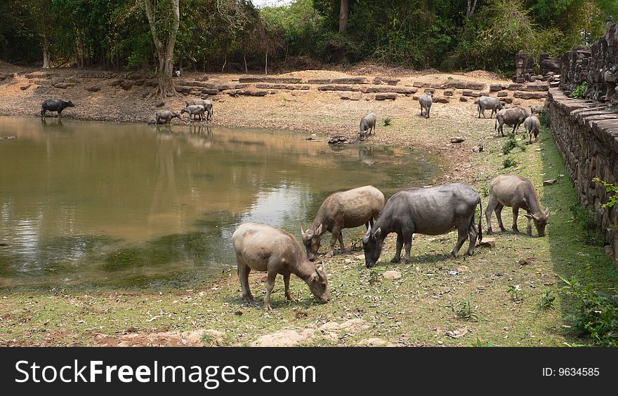 Cambodian Cow, Cattle, Angkor Thom, Cambodia