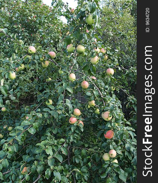 Image apple on tree in summer. Image apple on tree in summer