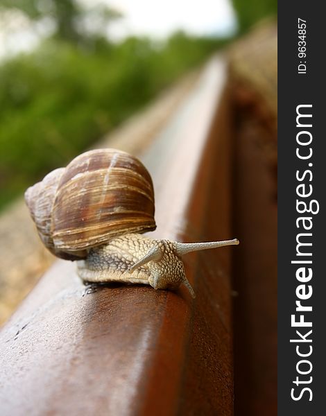 One snail tries to get to the other side before the train arrives.