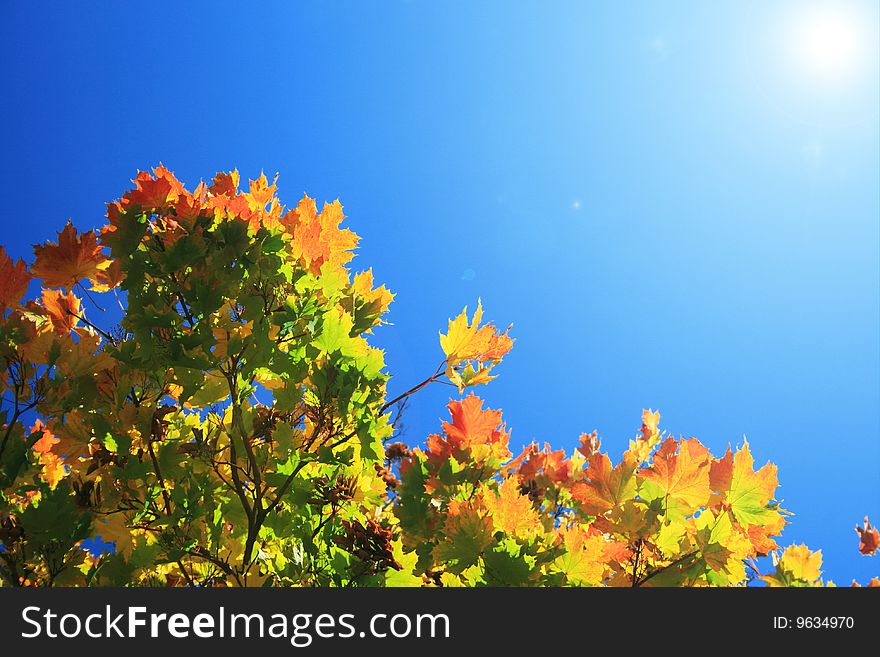 Maple tree in autumn time