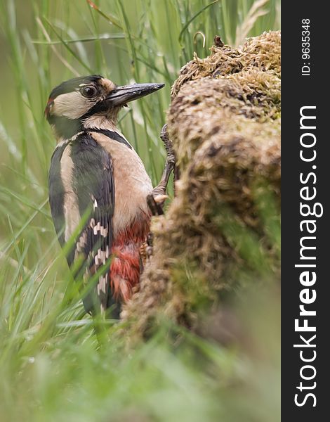 The Great Spotted Woodpecker (Dendrocopos major) is a member of the woodpecker family, Picidae. The Great Spotted Woodpecker (Dendrocopos major) is a member of the woodpecker family, Picidae.