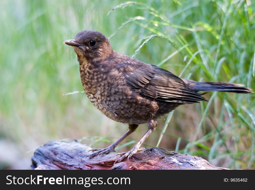 The Common Blackbird (Turdus merula), also called Eurasian Blackbird or simply Blackbird is a species of true thrush which breeds in Europe, Asia, and North Africa.