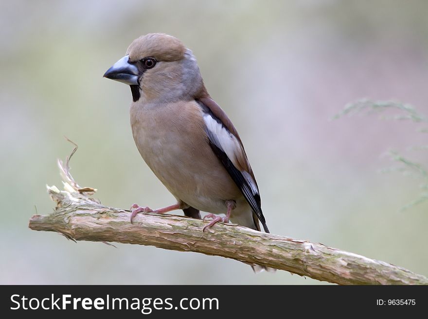 The Hawfinch, Coccothraustes coccothraustes, is a passerine bird in the finch family Fringillidae