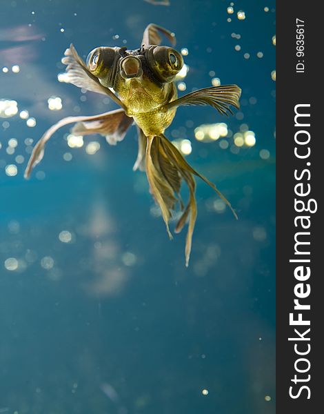 Tropical aquarium fish macro shot