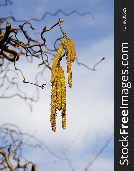 Beautiful yellow catkins over blue sky