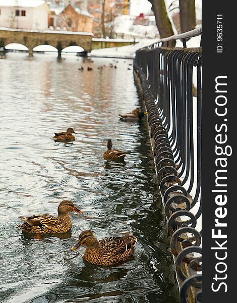 Mallard Ducks On Park Pond With Bridge In Winter