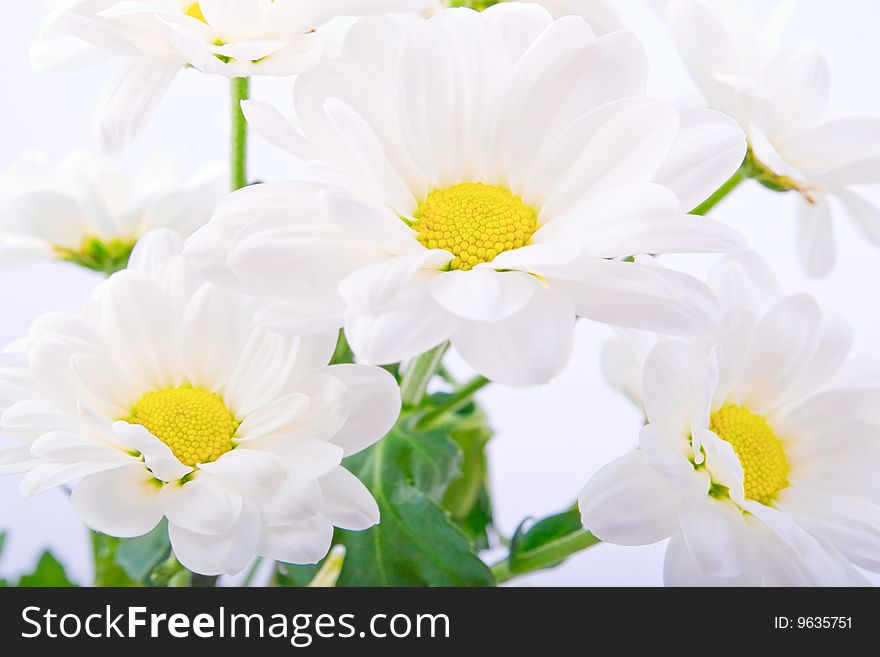 Closeup of bunch of beautiful white flowers on white background. Closeup of bunch of beautiful white flowers on white background