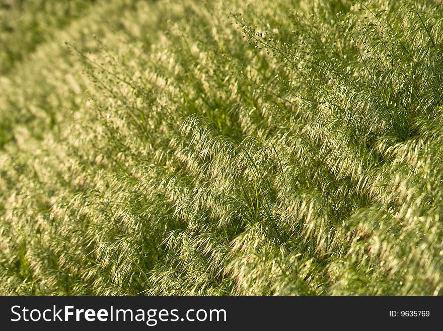 Background of green brome grass field with shallow depth of field. Background of green brome grass field with shallow depth of field