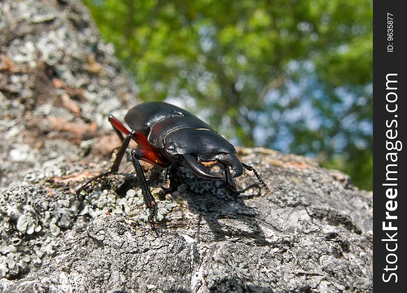 A close-up of a stag-beetle on tree. A close-up of a stag-beetle on tree.