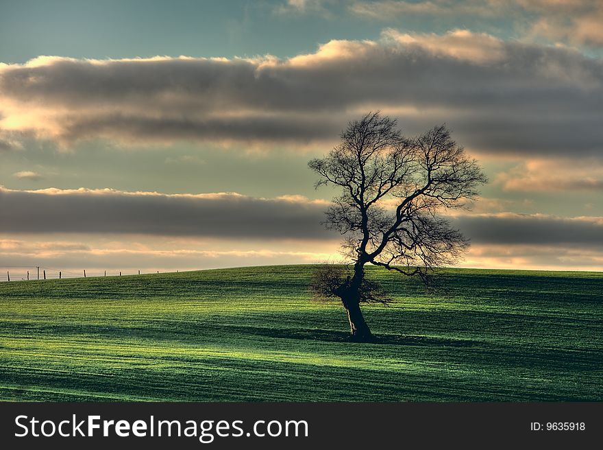 Green field with a Lonely tree and clody sky