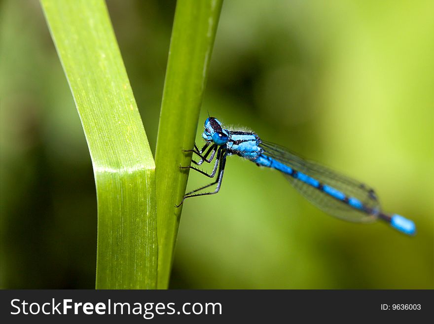 Common Blue Damselfly with very bright blue colors. Common Blue Damselfly with very bright blue colors.