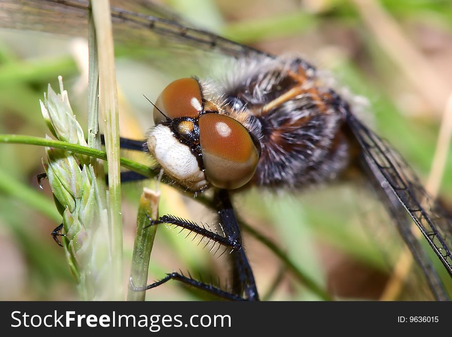 Common Darter Looking up