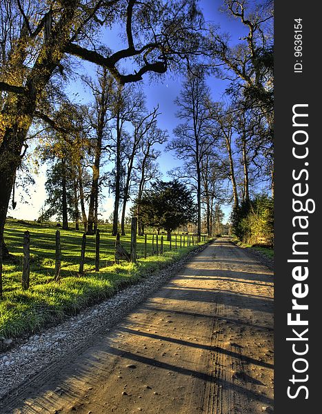 Rural road passing trow tall trees