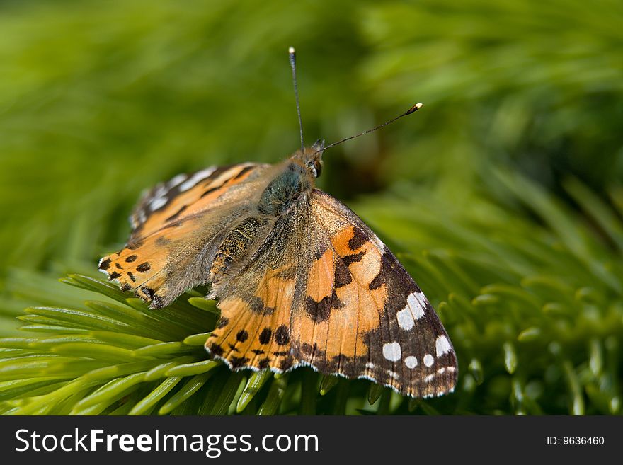 Vanessa cardui - butterfly on pine twig