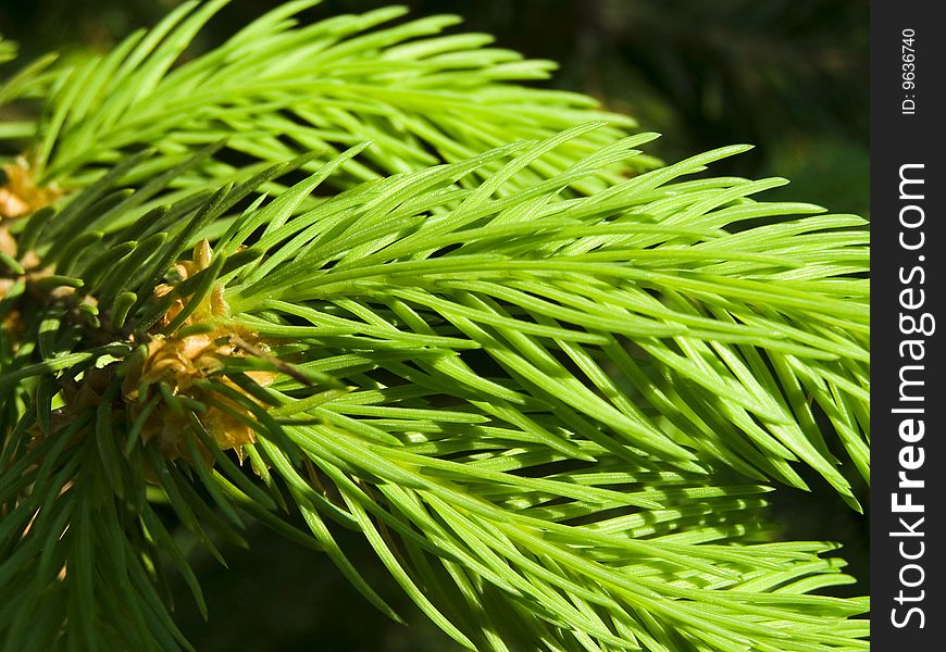 Young pine-needle of christmas tree. Fir-tree and brightly green needles.
