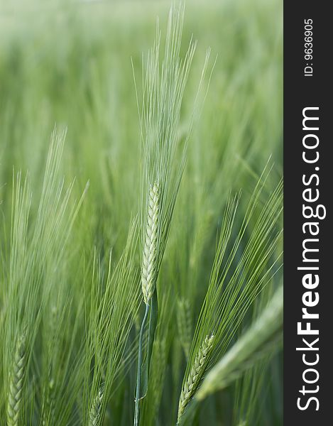 Green spikelets of young wheat