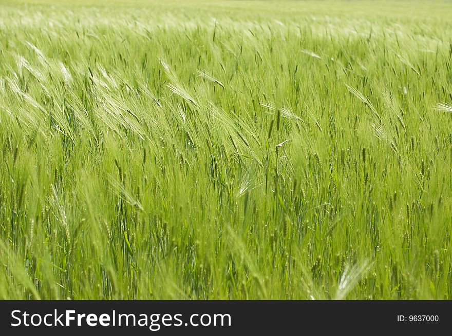 Green wheat. Can be used as background