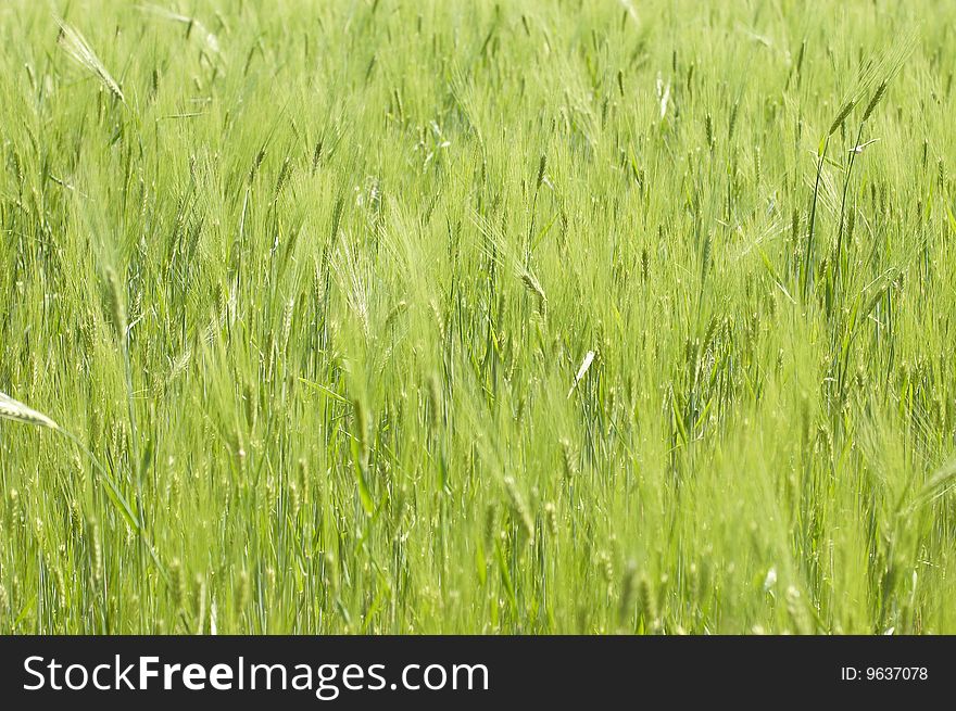 Green wheat. Can be used as background