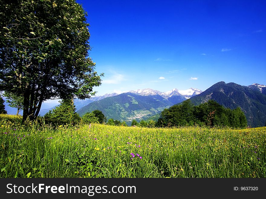 Meadow with flowers