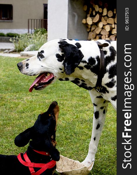 Dalmatian dog with black dachshund. Dalmatian dog with black dachshund