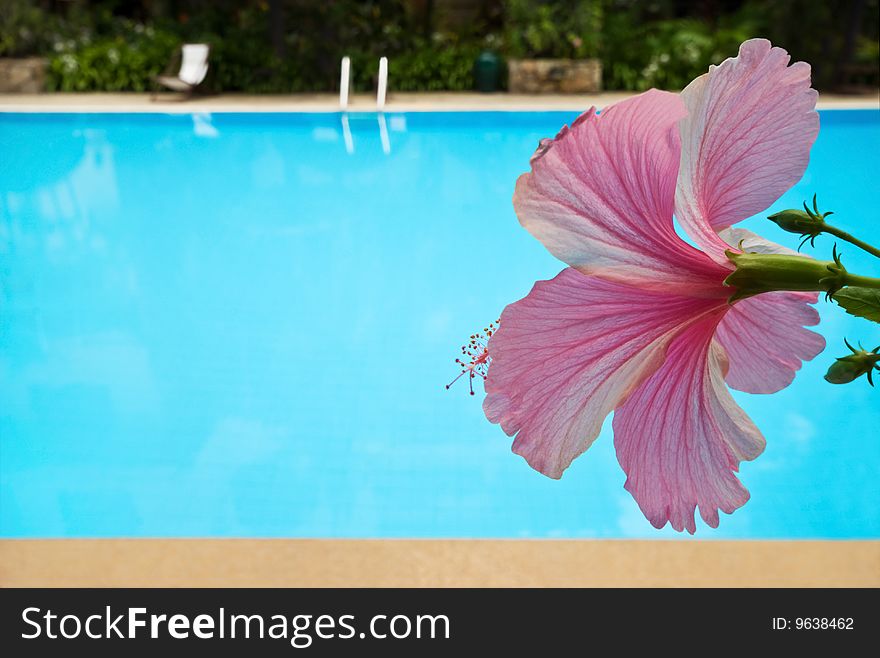 A pink hibiscus flower near a swimming pool. A pink hibiscus flower near a swimming pool