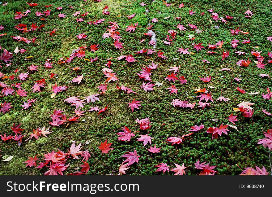 Red maple tree leaves on a green grass. Red maple tree leaves on a green grass
