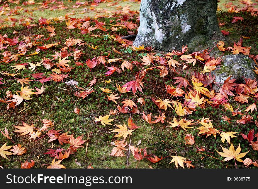 Maple tree leaves in autumn in Kyoto, Japan. Maple tree leaves in autumn in Kyoto, Japan