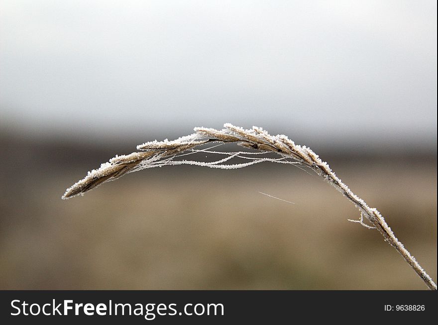 Frozen stalk