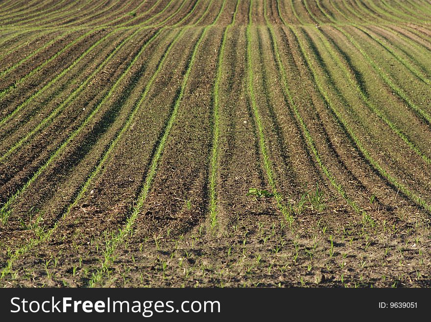 Sown fields in northern Germany. Sown fields in northern Germany