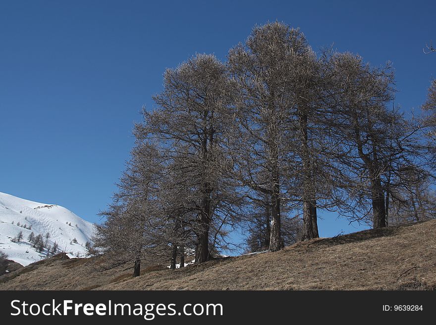 Pine In The Alps