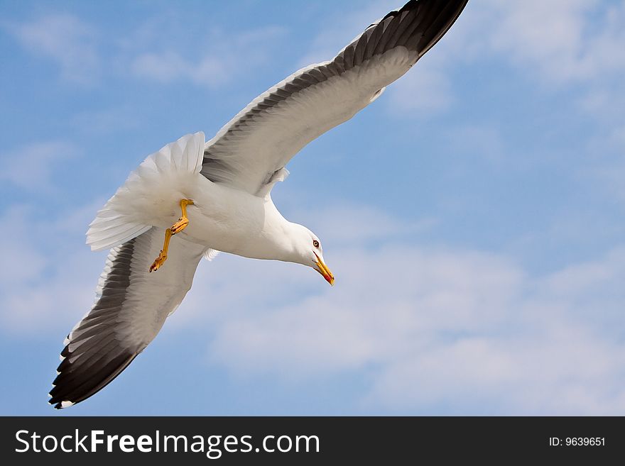 Seagull's flight on sunny day, with blue sky. Seagull's flight on sunny day, with blue sky