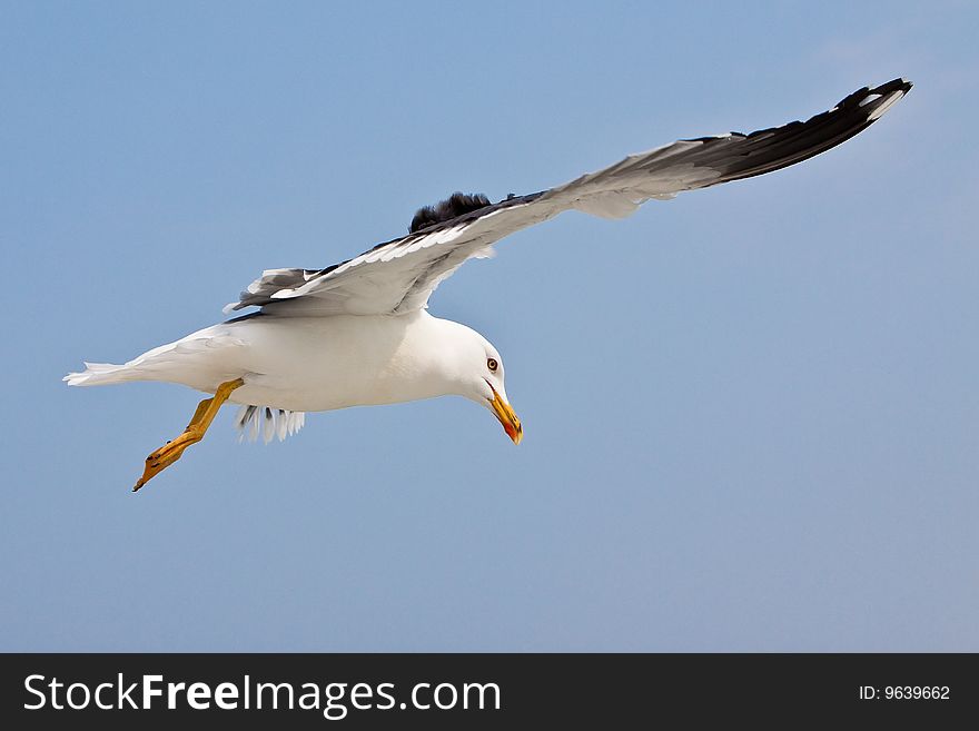 Seagull in blue sky