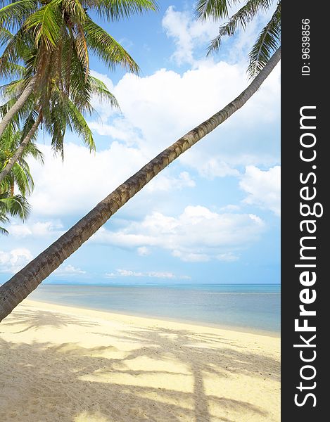 View of nice tropical empty sandy beach with some palm