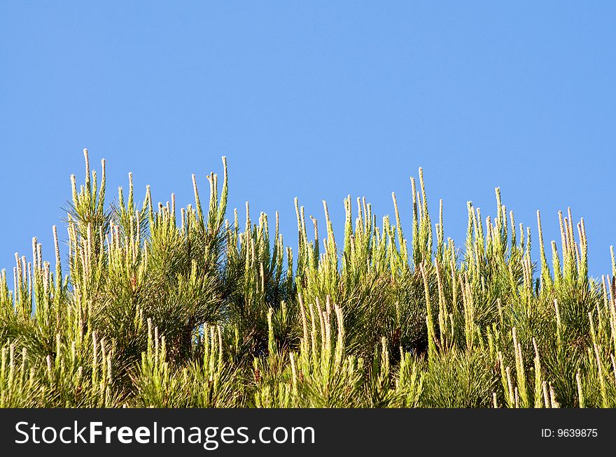 The top of the pine trees on a background of blue sky. The top of the pine trees on a background of blue sky