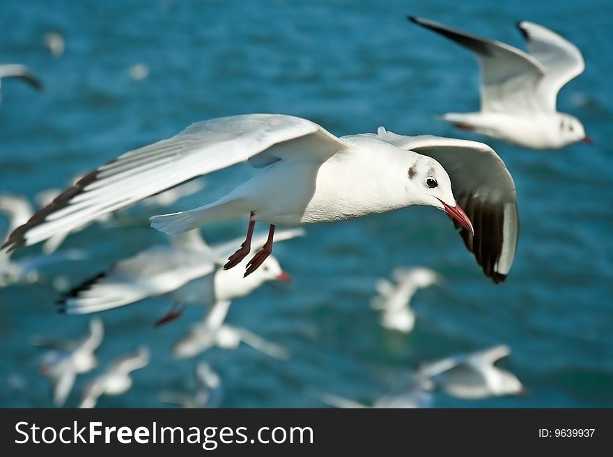 Close-up of seagull, flying over blue sea