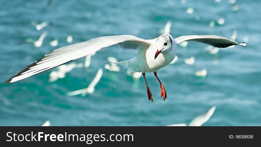 Close-up Of Seagull