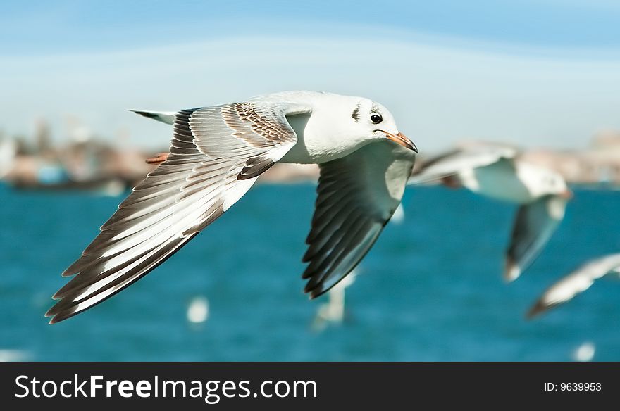 Close-up of seagull, flying over blue sea