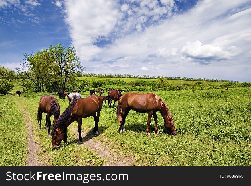 Herd of wild steppe horses on graze background